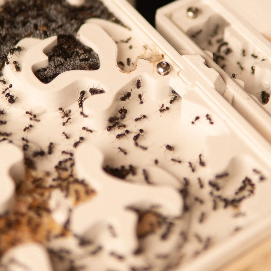 Why get into ant keeping?