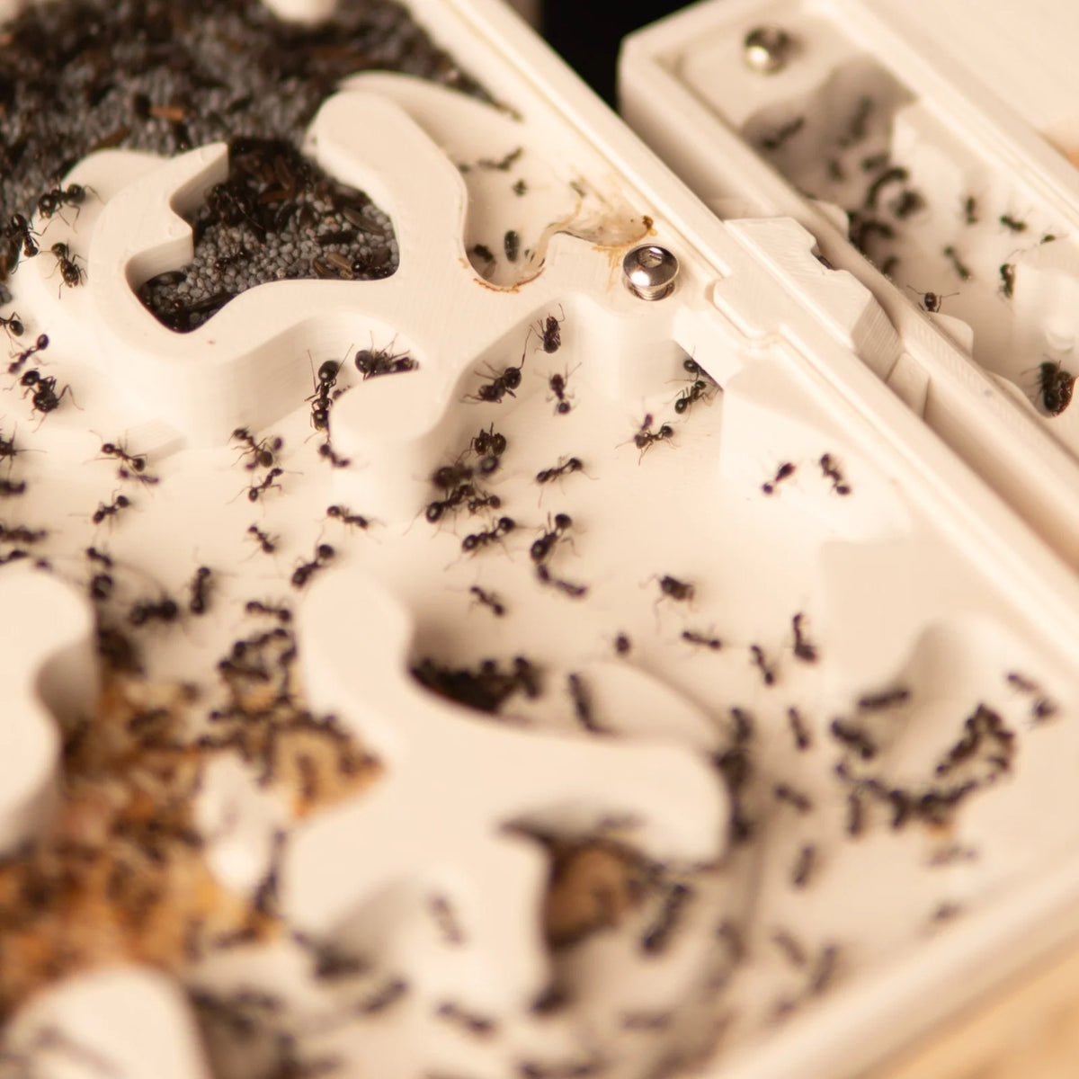 Why get into ant keeping?