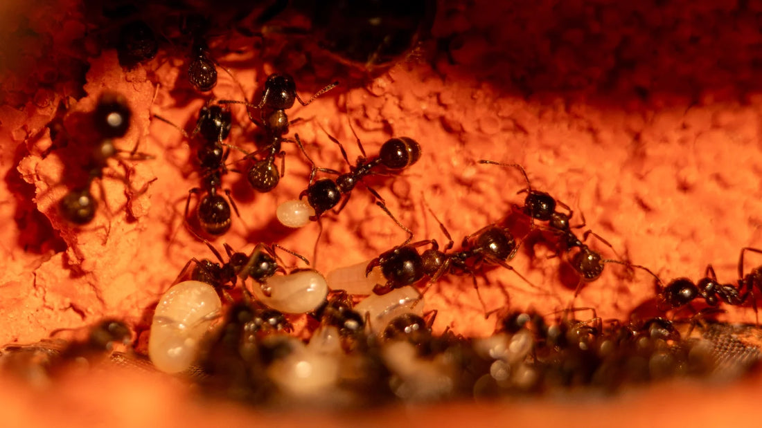 What is ant hibernation?