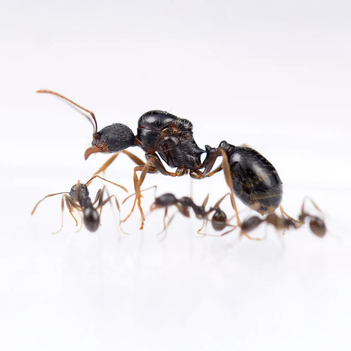 ALL ANTS