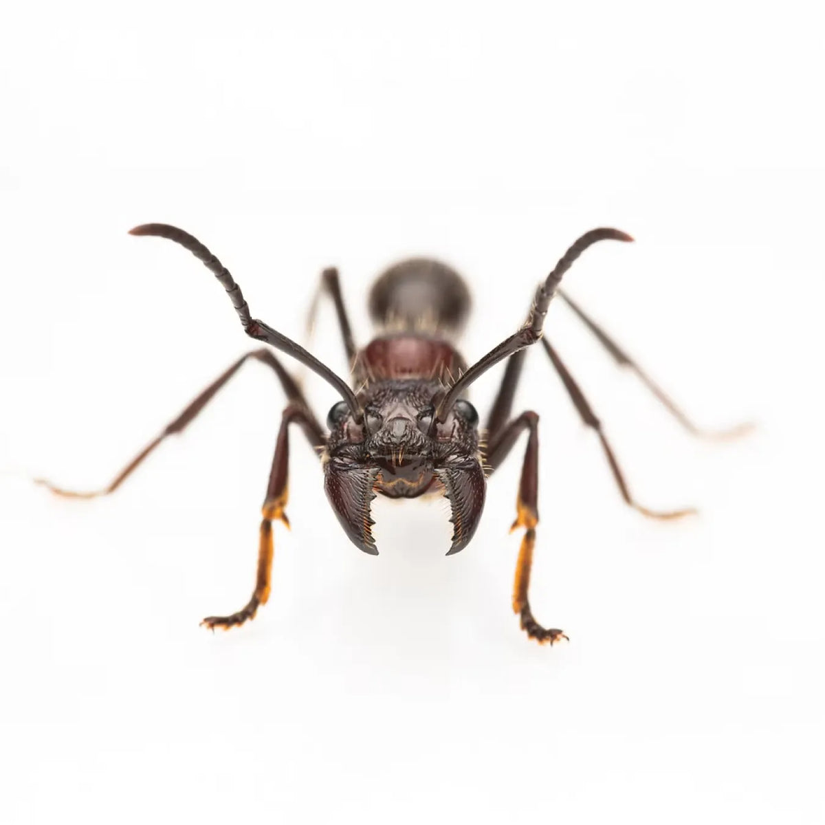SOUTH AMERICAN ANTS