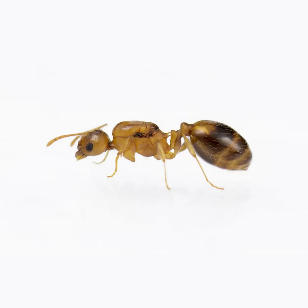 EUROPEAN ANTS