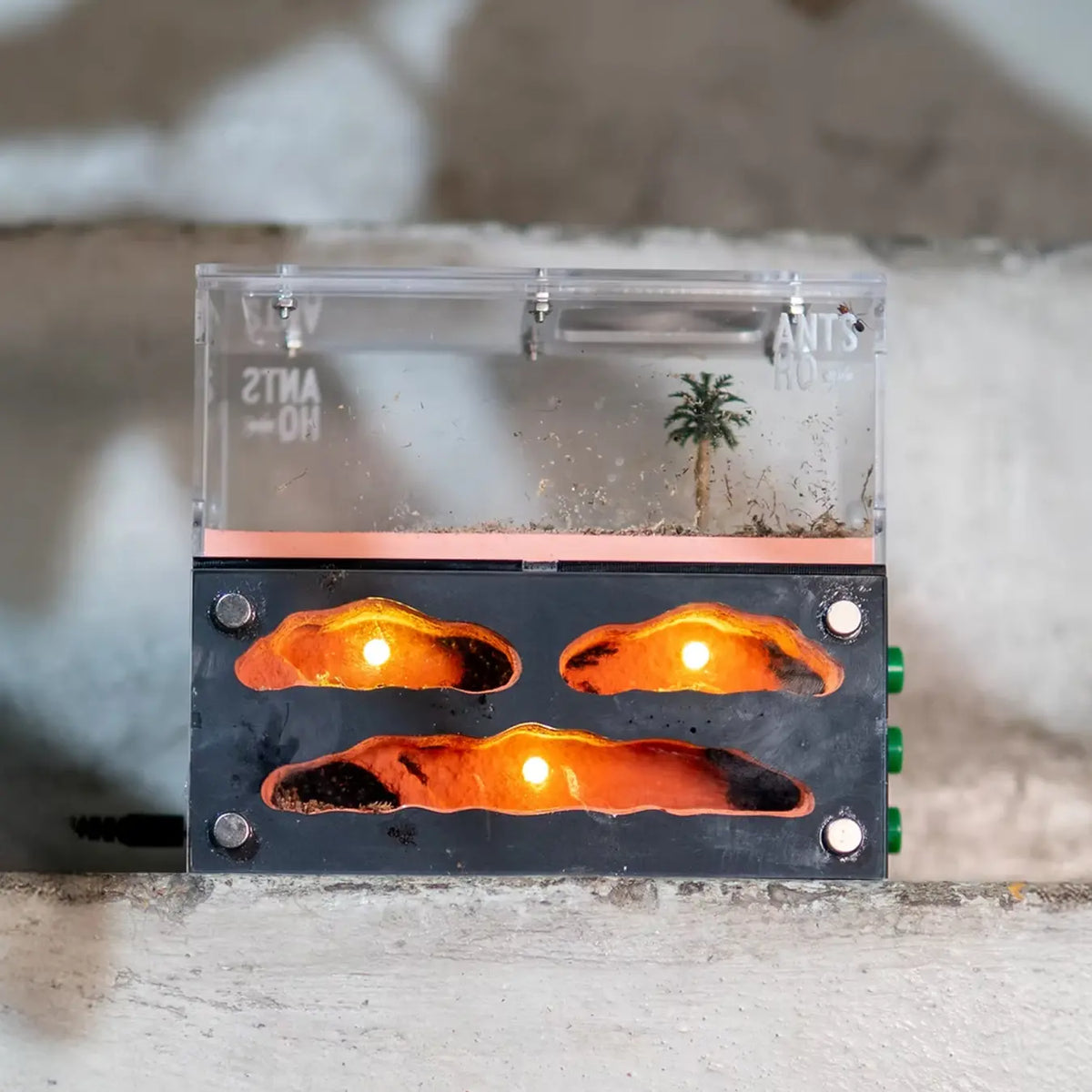 Myrmeco I ant nest shown in a home setup