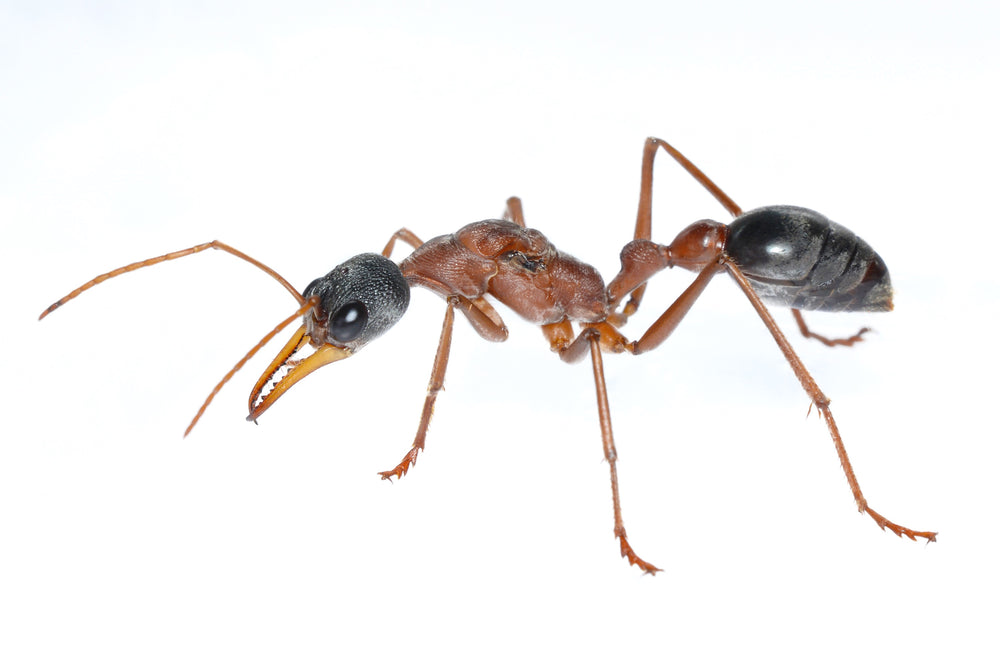 Myrmecia nigriceps (Tri Colour Bulldog Ant)