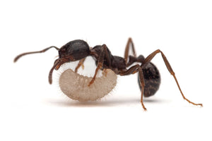 Messor aciculatus