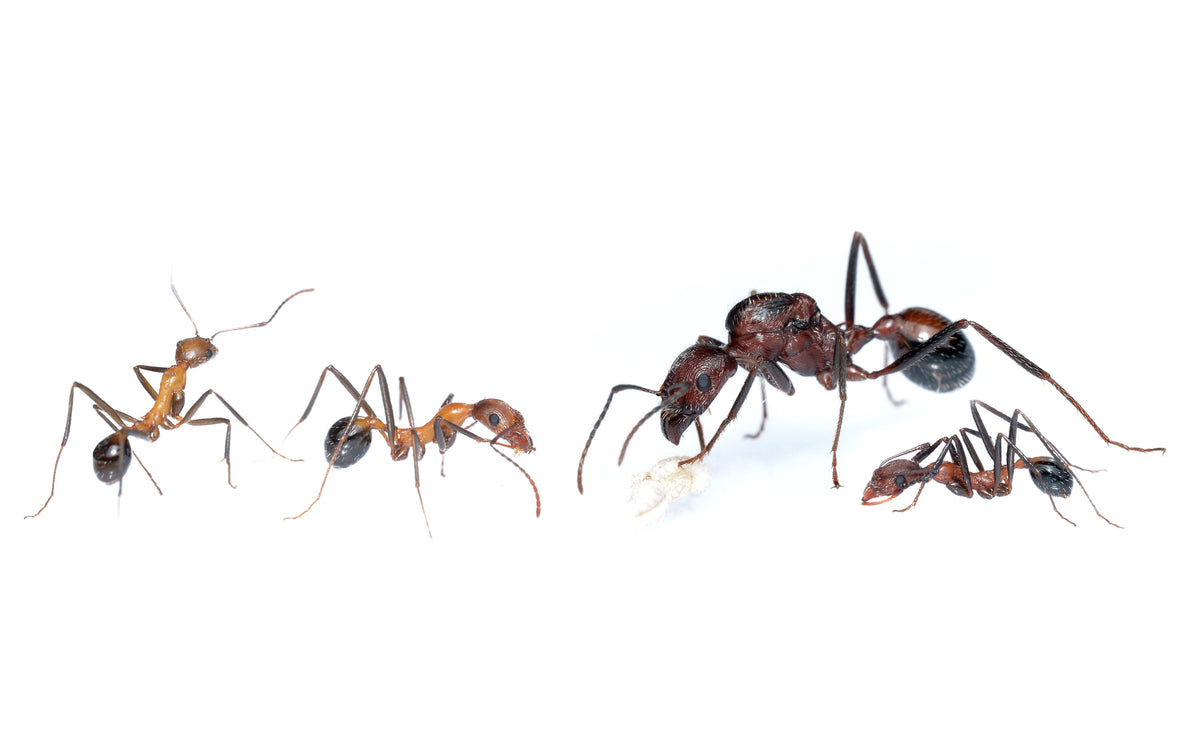 Novomessor cockerelli (Desert Harvester Ant)