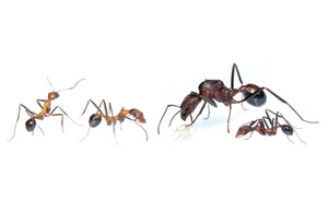 Novomessor cockerelli (Desert Harvester Ant)