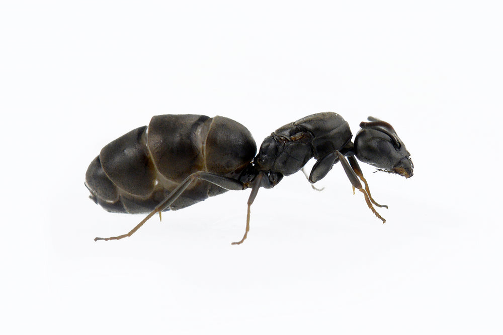 Tapinoma nigerrimum