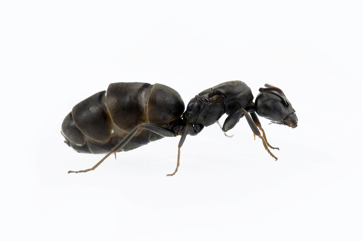 Tapinoma nigerrimum