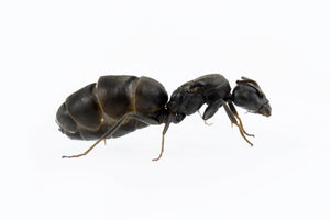Tapinoma nigerrimum