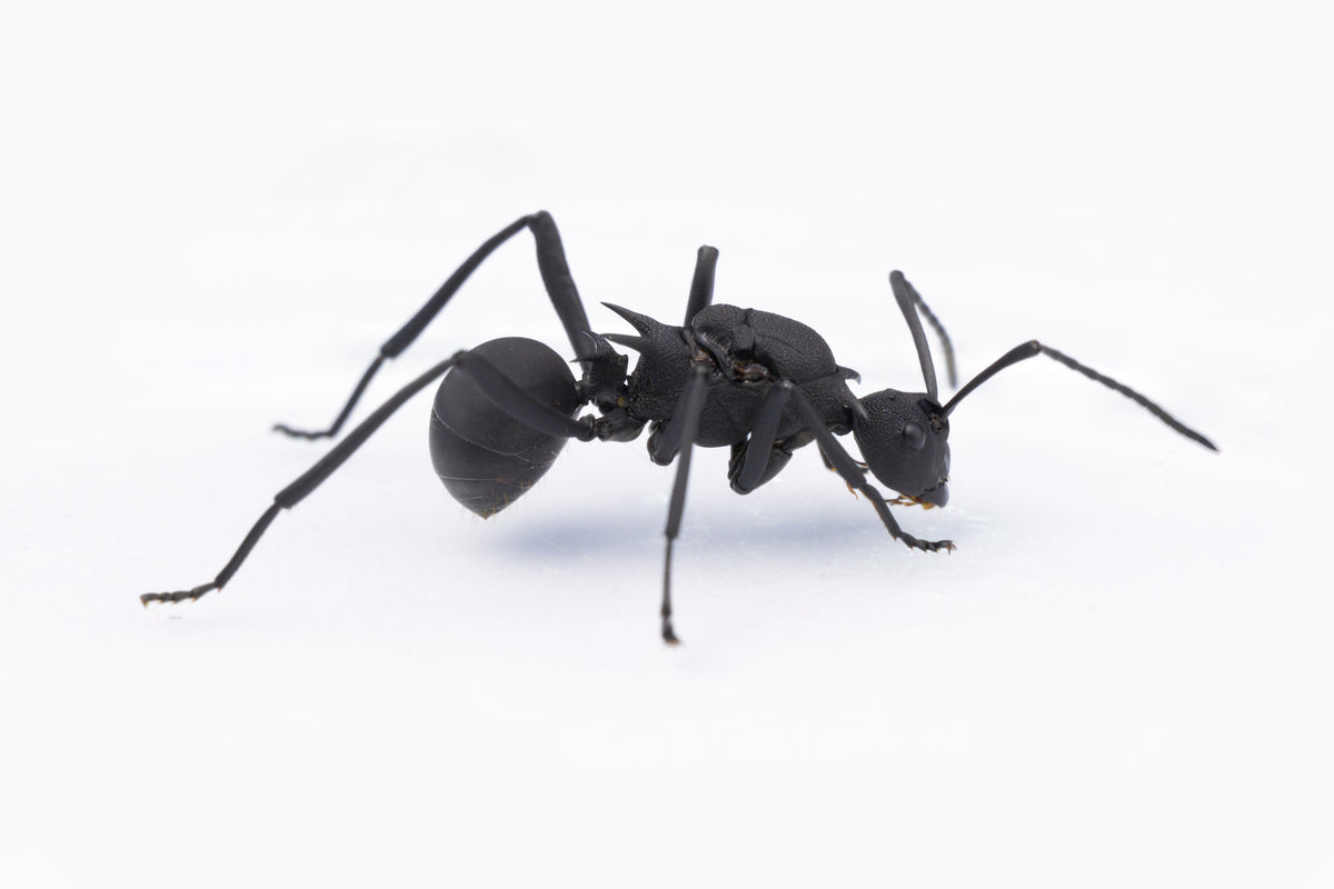 Polyrhachis armata (Spiny Hook Ant)