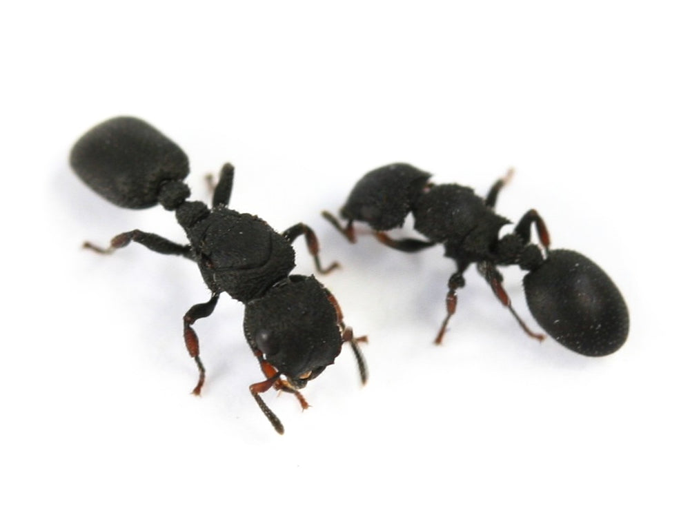 Cataulacus granulatus (Asian Turtle Ant)