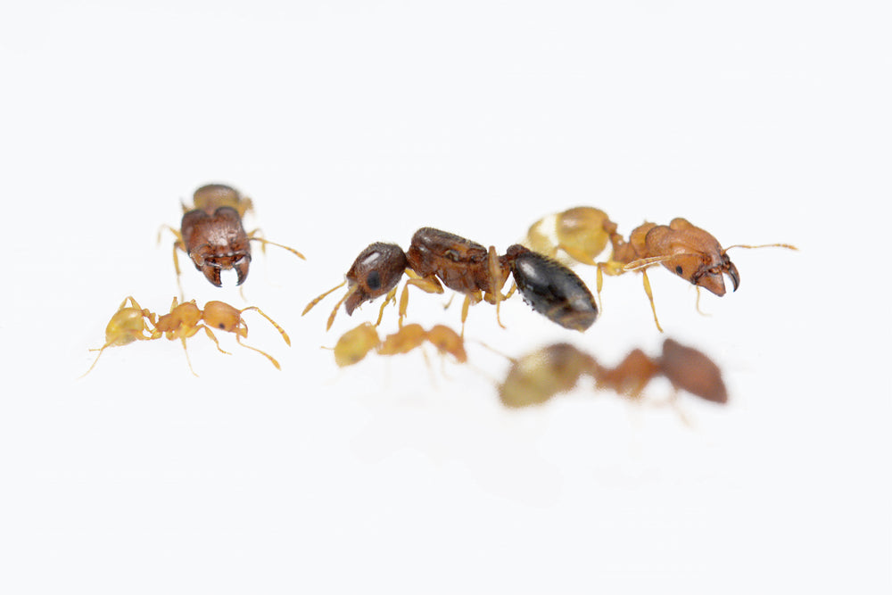 Pheidole pieli