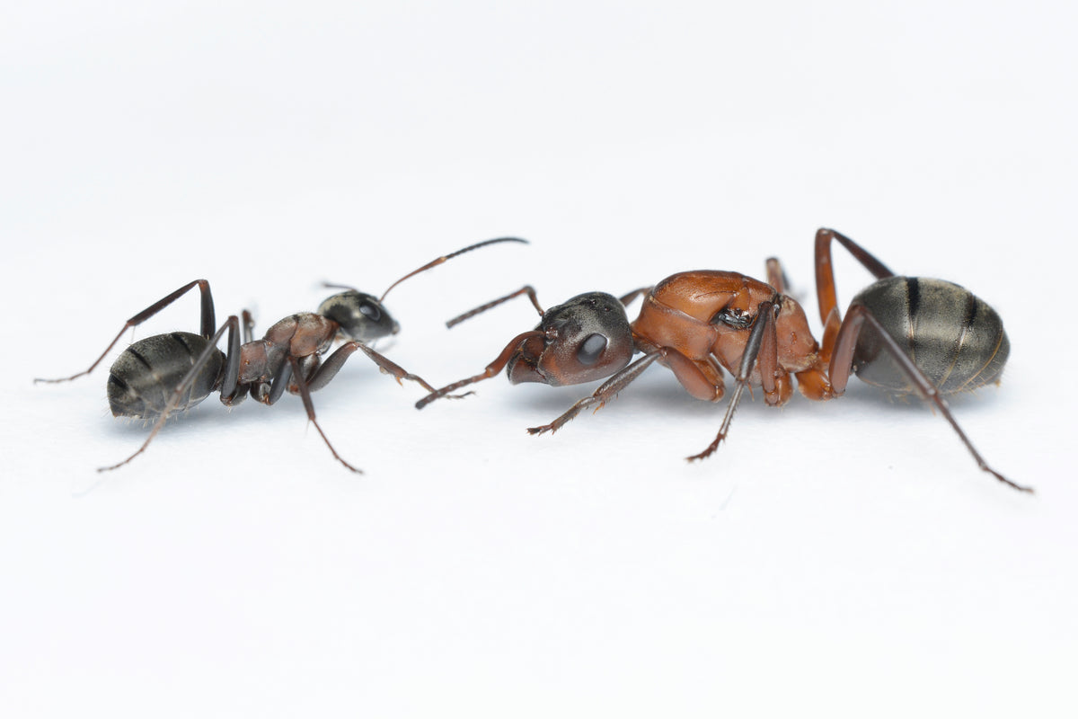 Formica sanguinea (Slave Maker Ants)