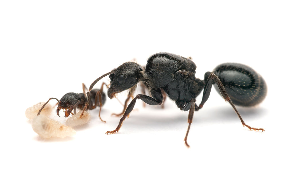 Messor aciculatus