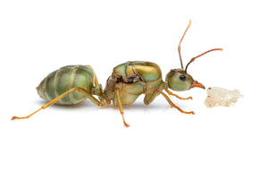 Oecophylla smaragdina (Green Australian Weaver Ant)