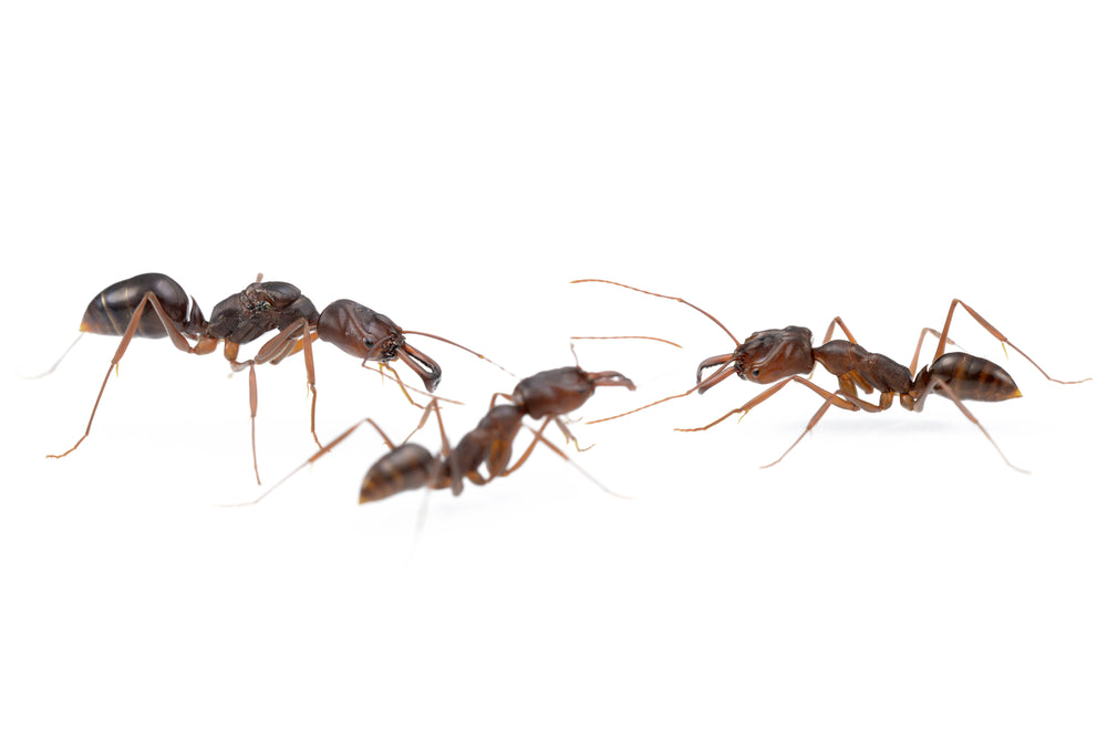 Odontomachus monticola (Trap Jaw Ant)