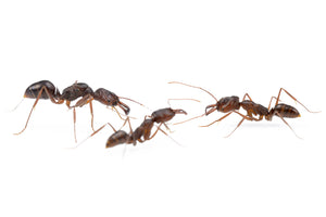 Odontomachus monticola (Trap Jaw Ant)