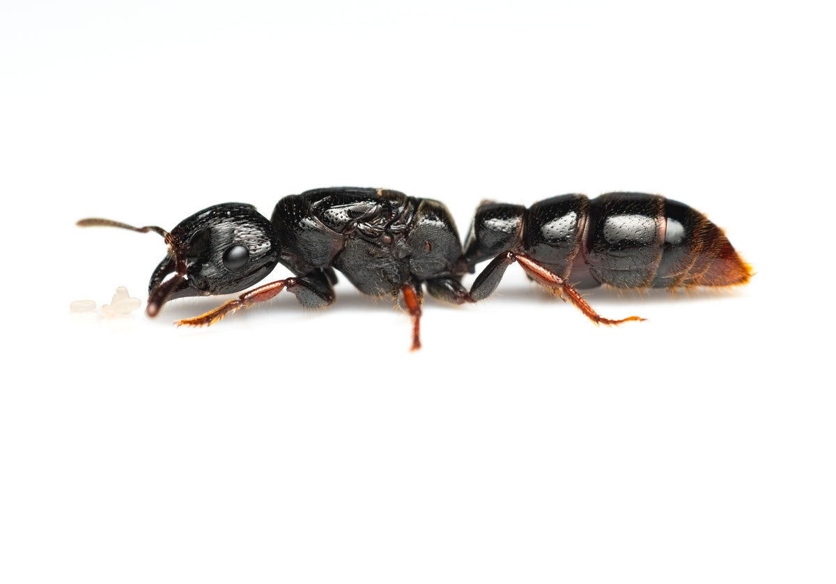 Myopopone castanea