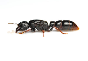 Myopopone castanea