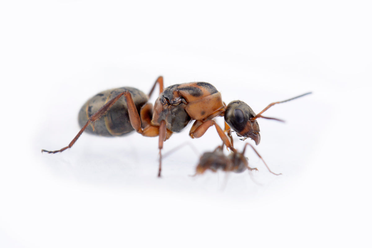 Formica rufibarbis
