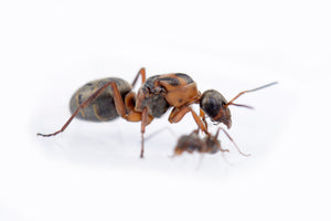 Formica rufibarbis