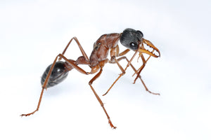 Myrmecia nigriceps (Tri Colour Bulldog Ant)