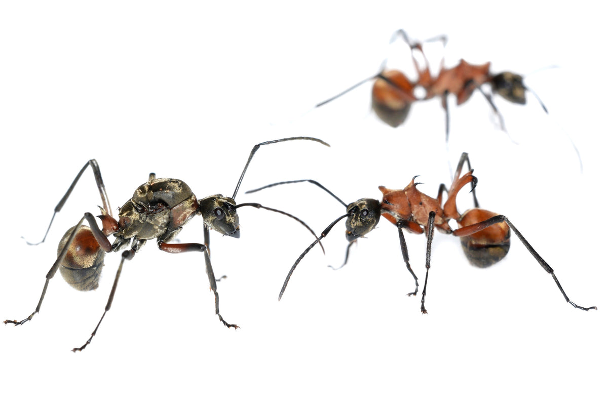 Polyrhachis bihamata (Fish Hook Ant)