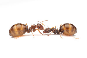 Proformica nasuta (False honeypot ant)