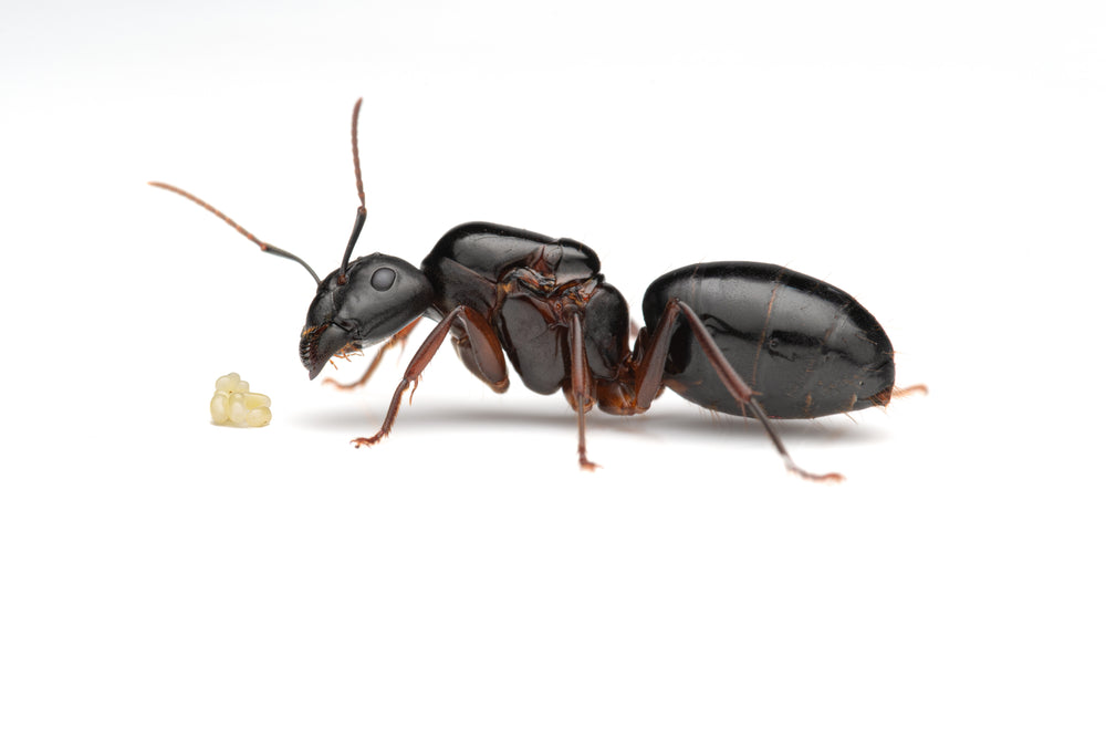 Camponotus festinus
