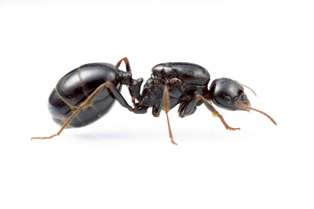 Messor wasmanii 
