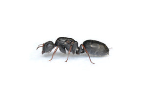 Camponotus cf. confluens trematogaster