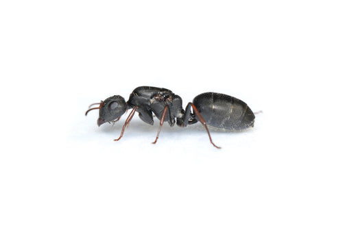 Camponotus cf. confluens trematogaster