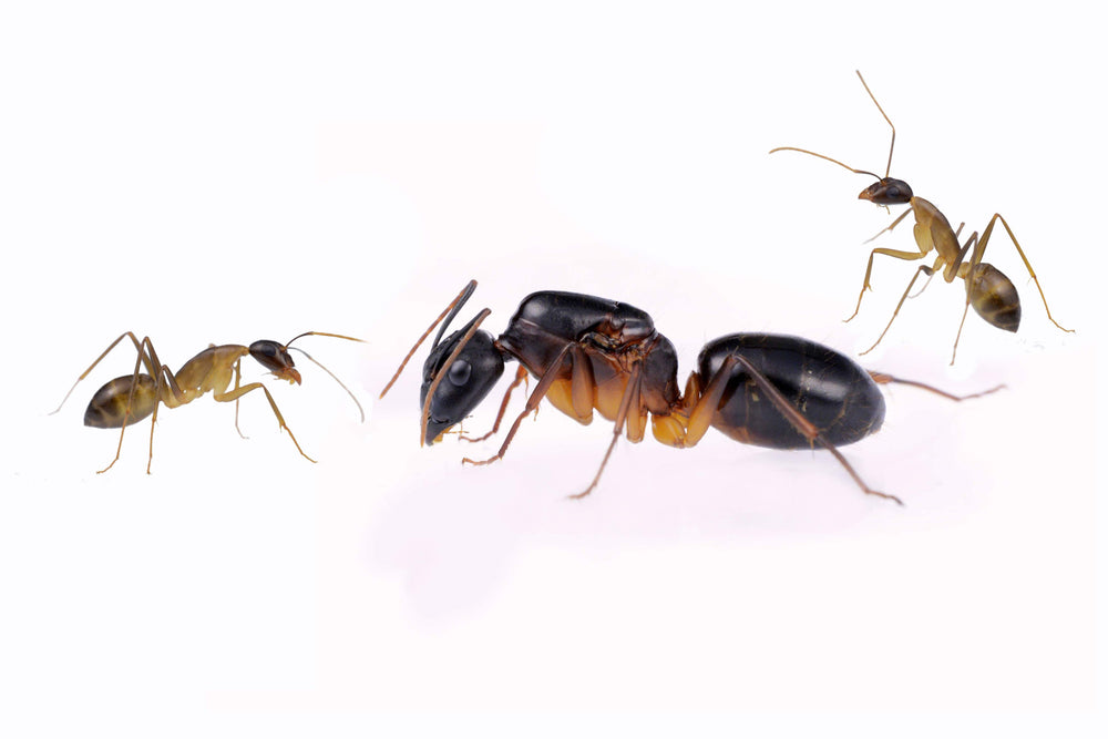 Camponotus fellah