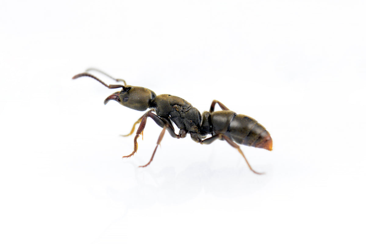 Ectomomyrmex annamitus