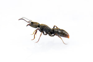 Ectomomyrmex annamitus