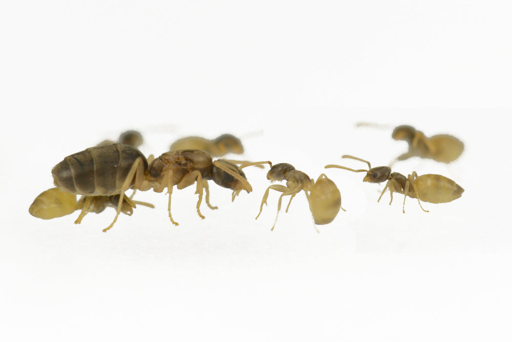 Tapinoma melanocephalum (Ghost Ant)