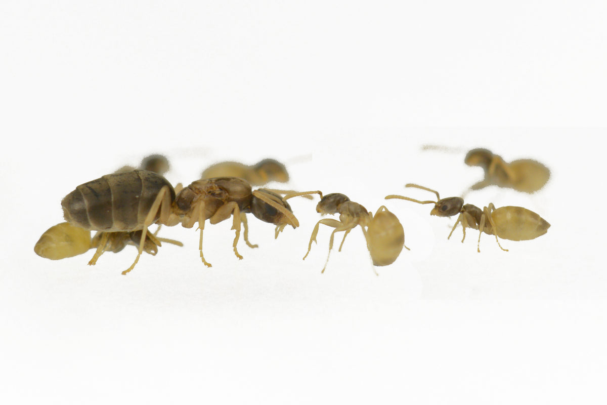 Tapinoma melanocephalum (Ghost Ant)