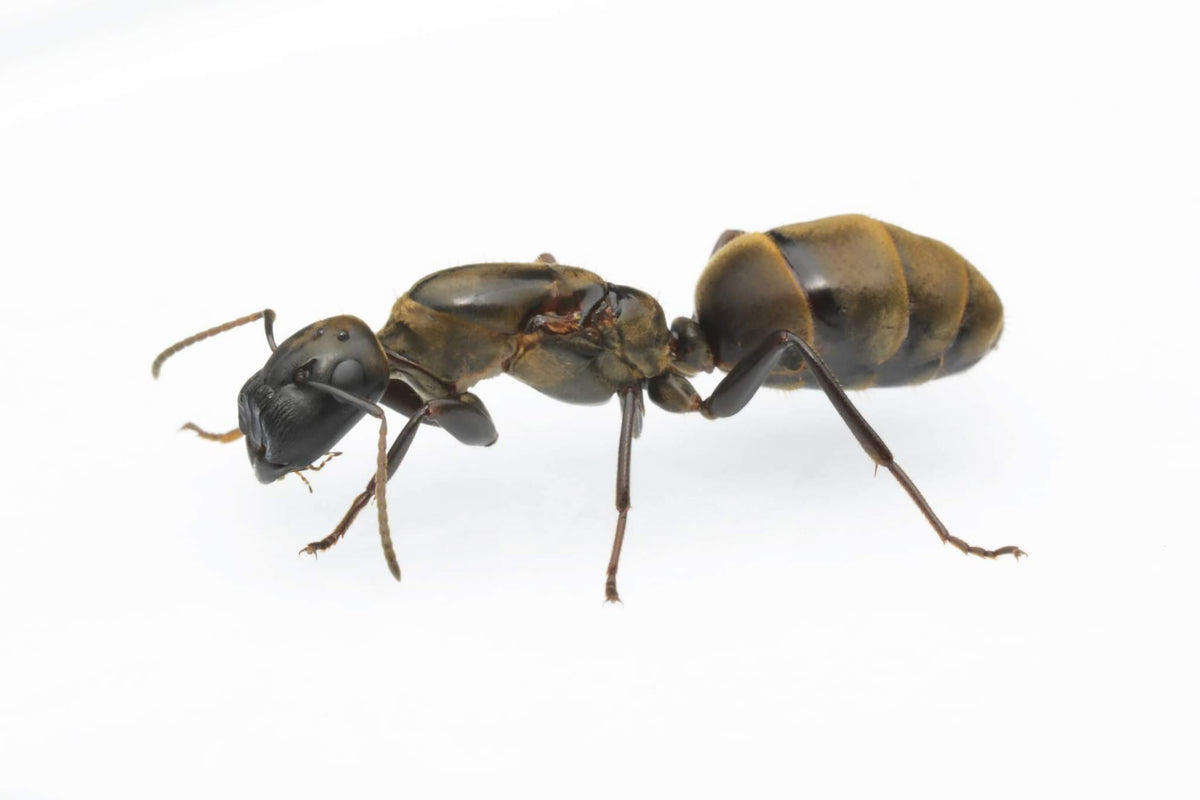 Colobopsis leonardi (Gate-Keeper Ant)