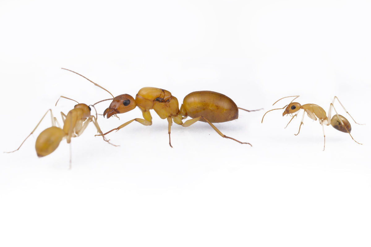 Camponotus turkestanus