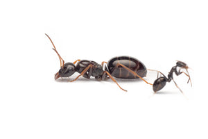 Proformica mongolica (Asian False Honeypot Ant)
