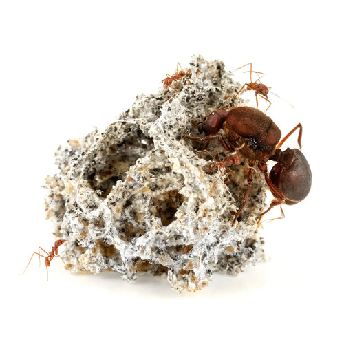 Atta mexicana (Giant Urban Leafcutter Ant)