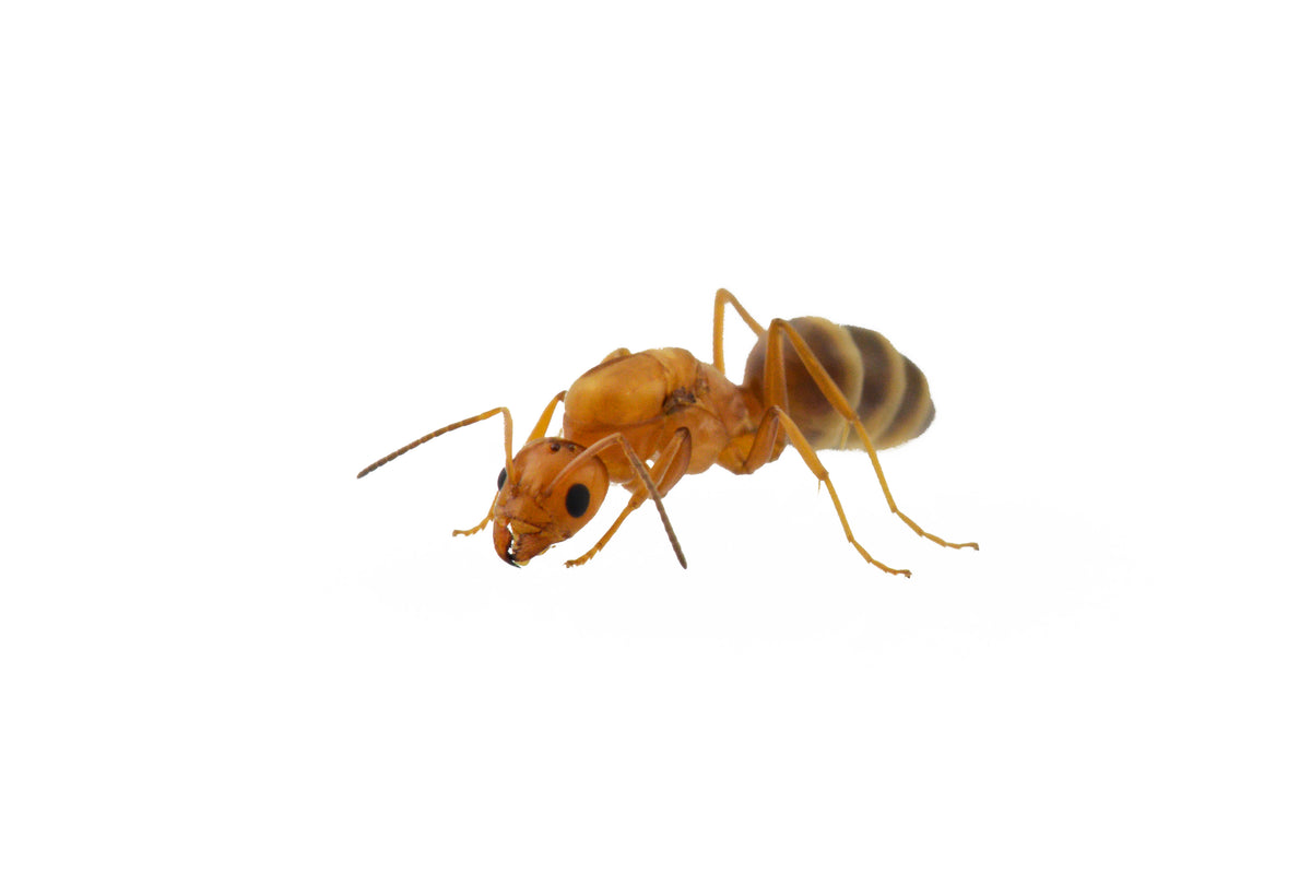 Dorymyrmex bureni