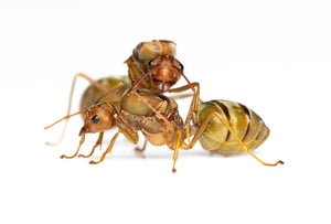 Oecophylla longinoda (African Weaver Ant)