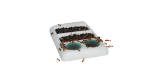 Gourmet Feeding Dish