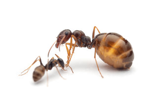 Proformica nasuta (False honeypot ant)