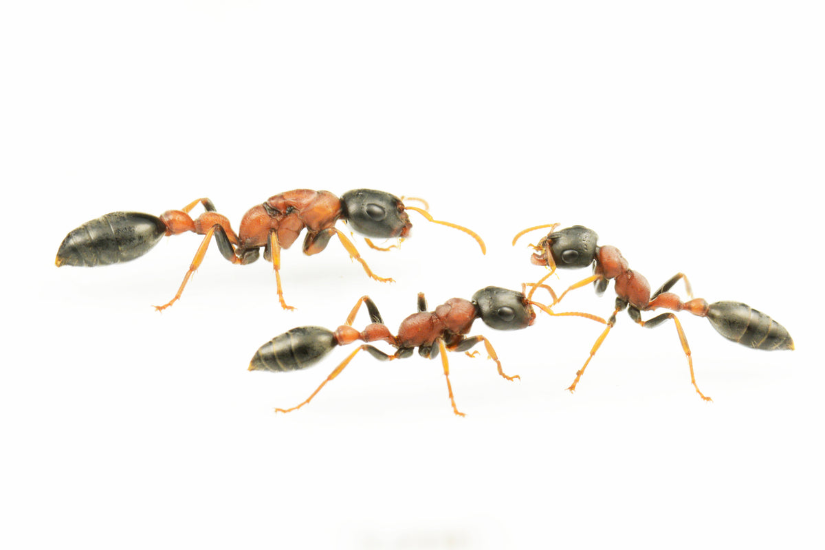 Tetraponera rufonigra