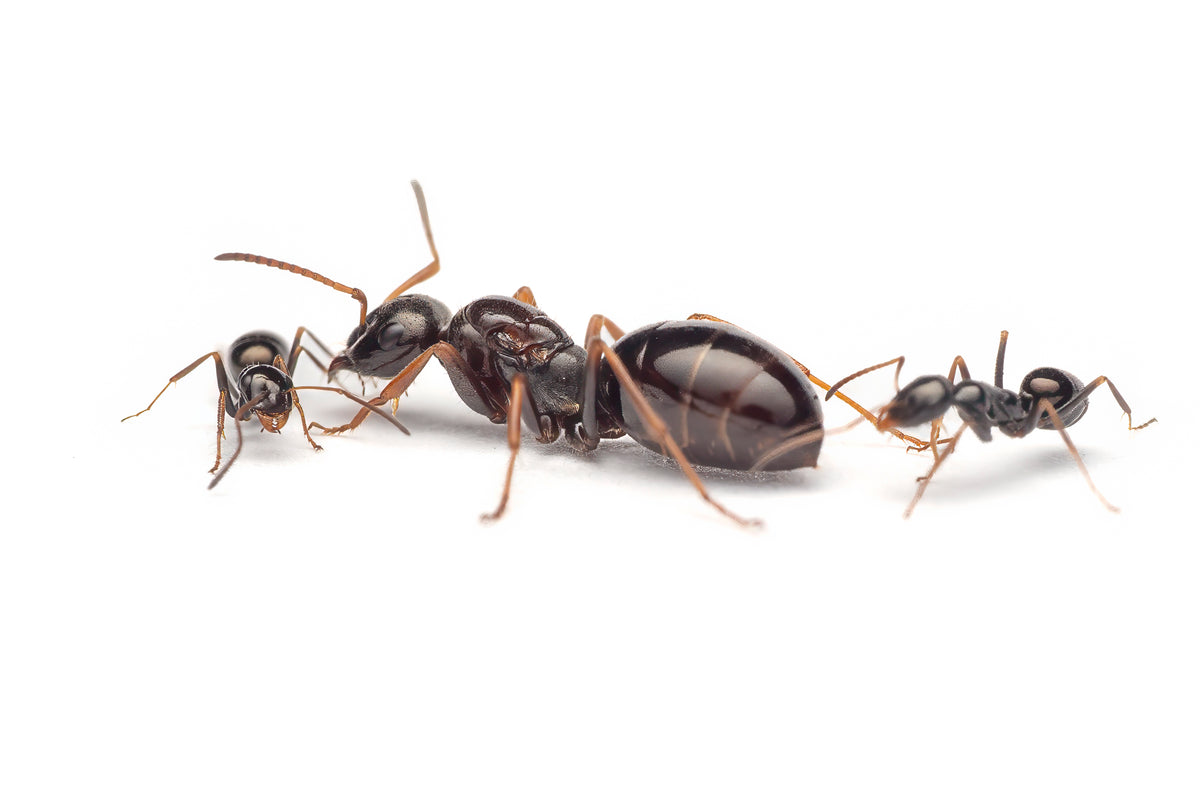 Proformica mongolica (Asian False Honeypot Ant)