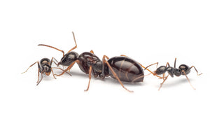 Proformica mongolica (Asian False Honeypot Ant)
