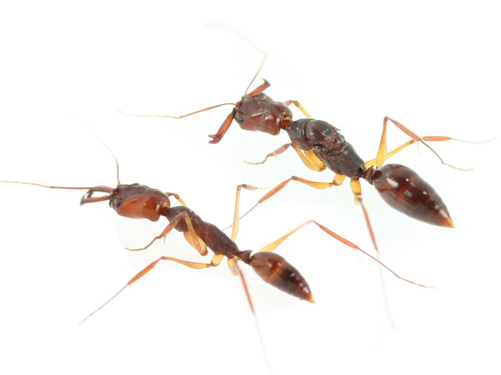 Odontomachus rixosus (Red Trap Jaw Ant)